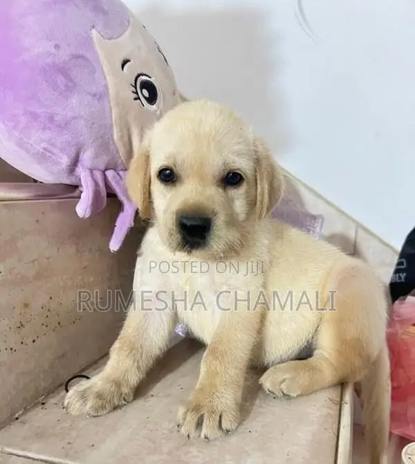 Labrador Puppies
