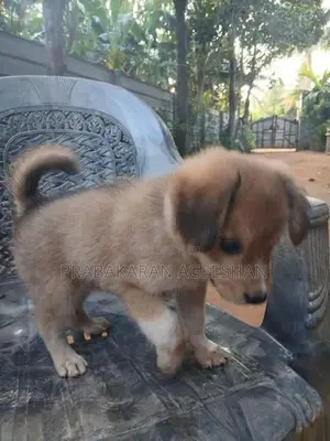 Pomaranian Puppies
