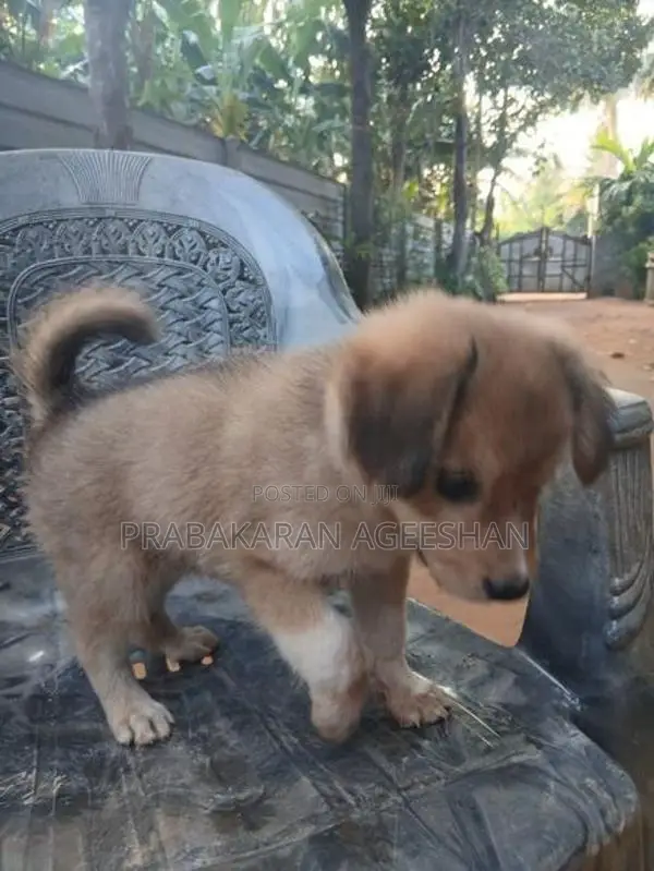 Pomaranian Puppies