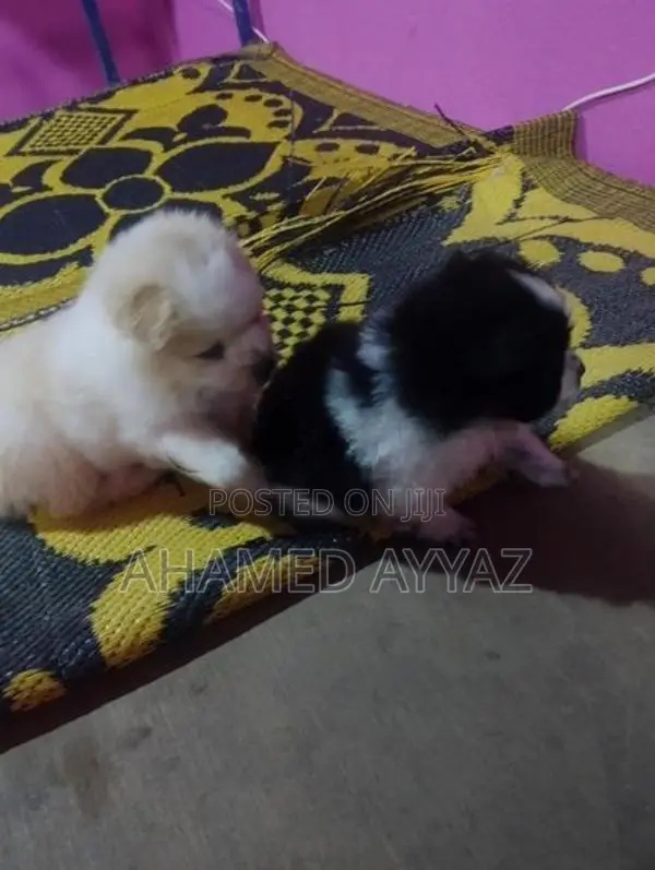 Pomeranian Dog