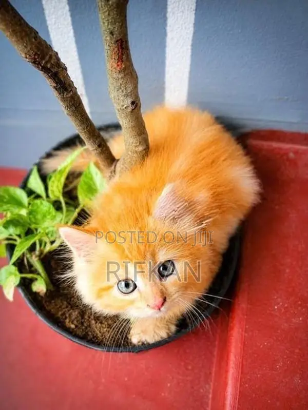 Persian Cat