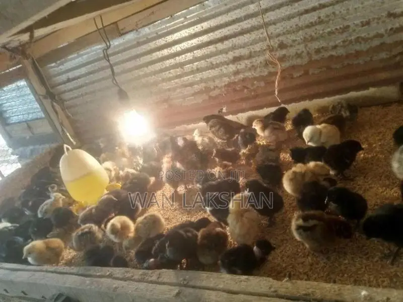 නිරෝගීමත් ගම් කුකුළ් පැටවුන්