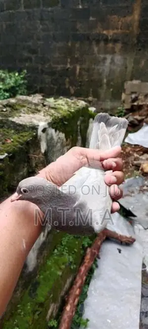 Pigeon