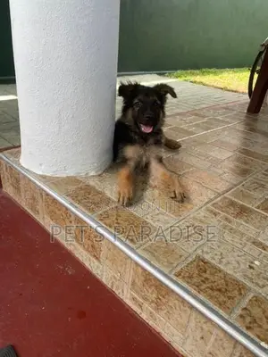 German Shepherd Puppies