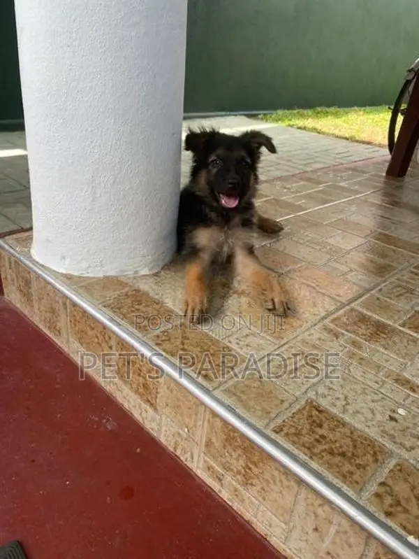 German Shepherd Puppies