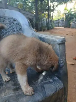 Pomaranian Puppies
