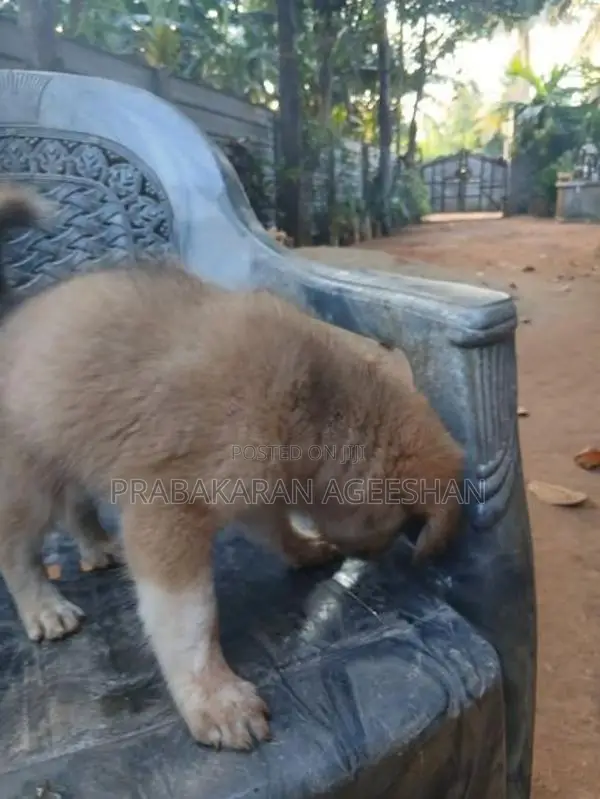 Pomaranian Puppies
