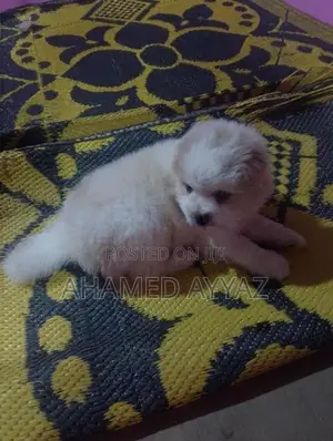Pomeranian Dog
