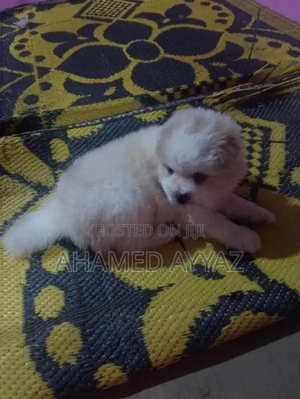 Pomeranian Dog