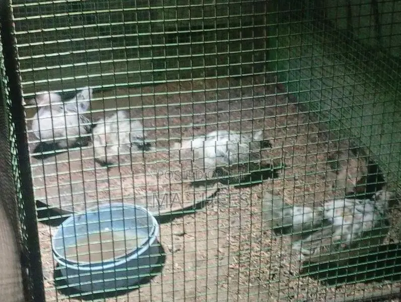 Bentam Chicks
