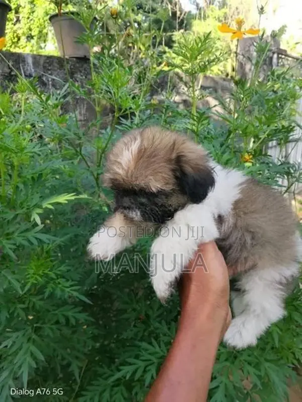 Shih Tzu Puppies