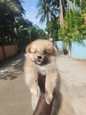 Lion Pommeriyan Puppies