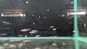 Rummy Nose Tetra