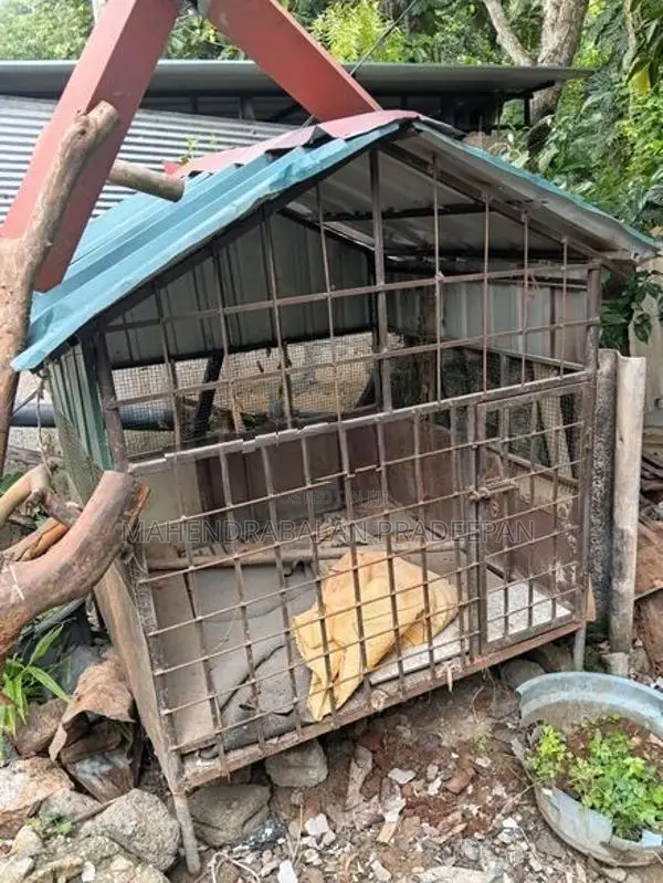 Dog Cage