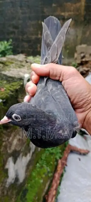 Pigeon