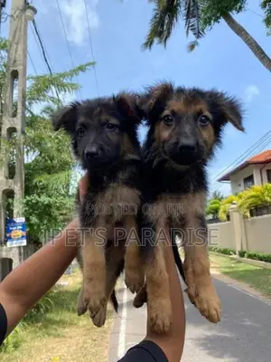 German Shepherd Puppies