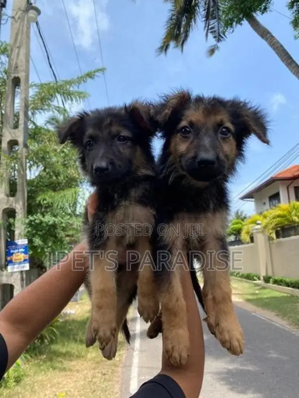 German Shepherd Puppies
