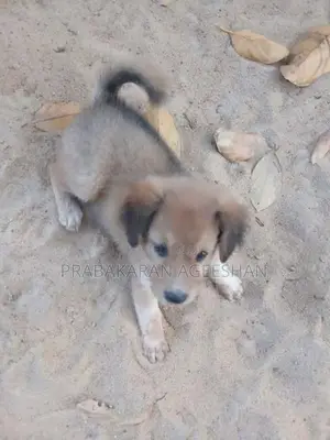 Pomaranian Puppies