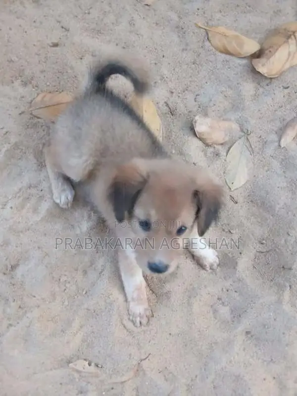 Pomaranian Puppies