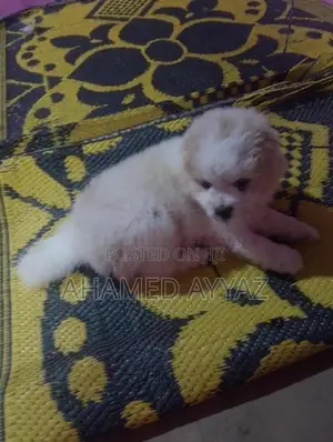 Pomeranian Dog