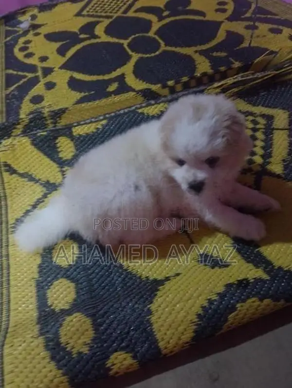 Pomeranian Dog