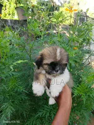 Shih Tzu Puppies