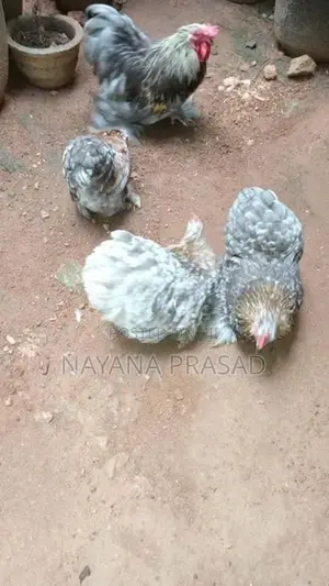 Chicken Chiks