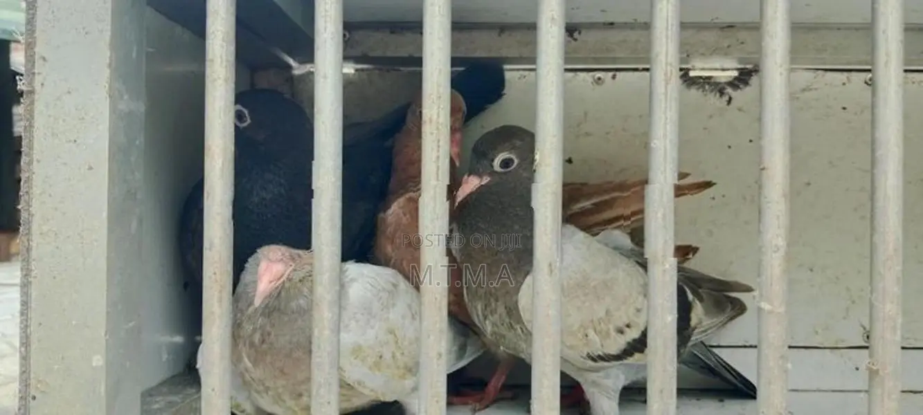 Pigeon