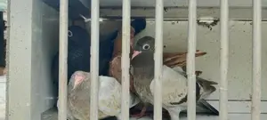 Pigeon