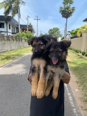 German Shepherd Puppies