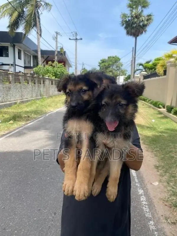 German Shepherd Puppies