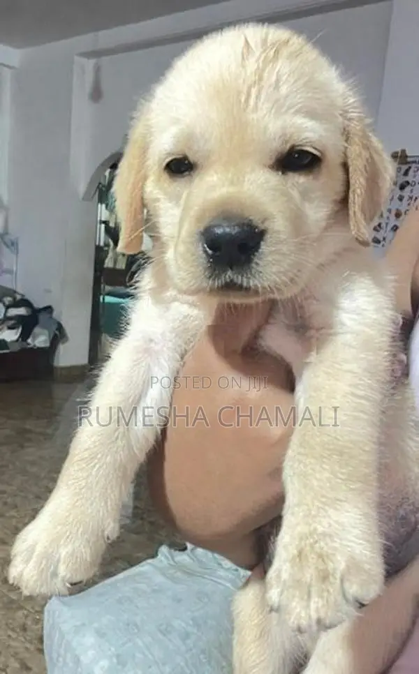 Labrador Puppies