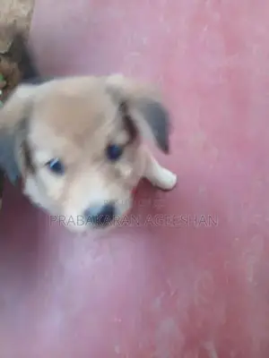 Pomaranian Puppies