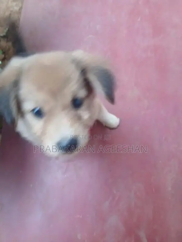Pomaranian Puppies