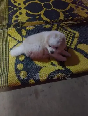 Pomeranian Dog