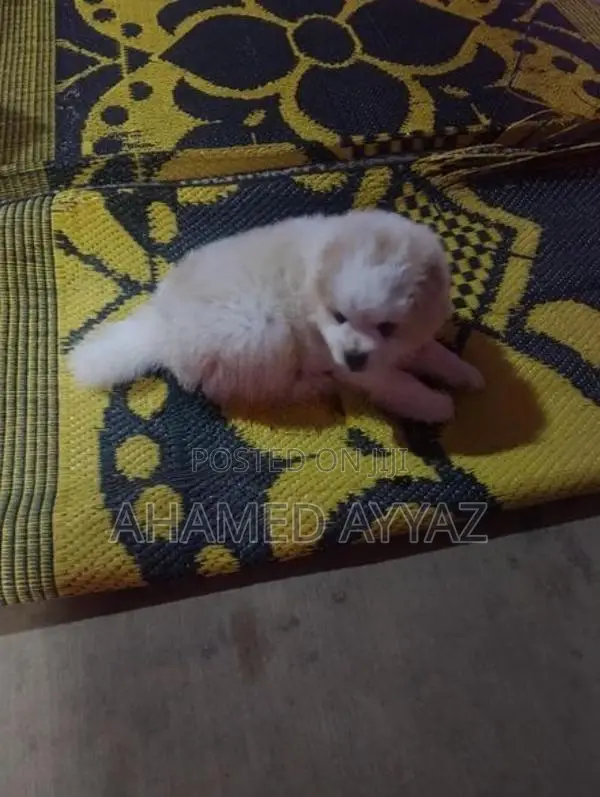 Pomeranian Dog