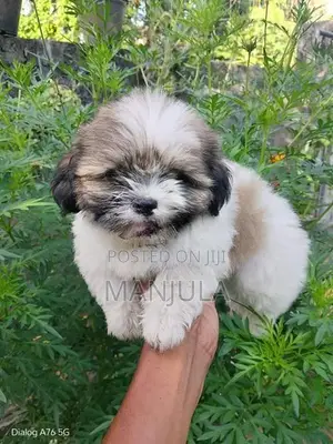 Shih Tzu Puppies