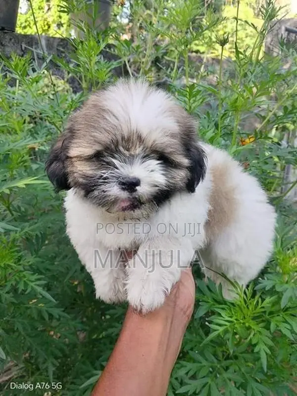Shih Tzu Puppies