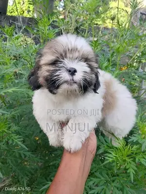 Shih Tzu Puppies