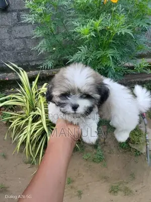 Shih Tzu Puppies