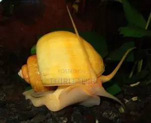 Apple Snail
