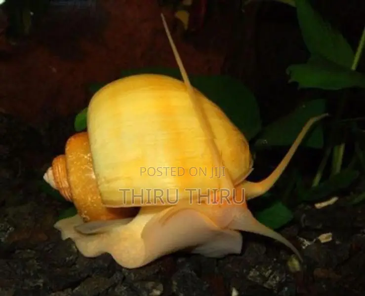 Apple Snail