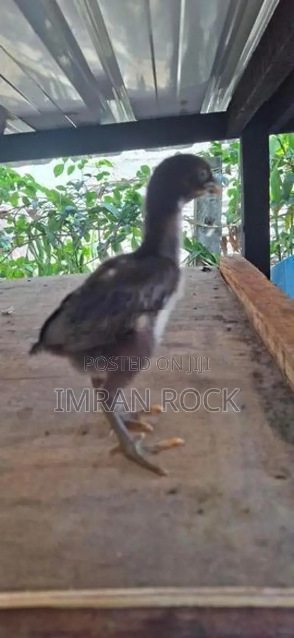 Country Chicks