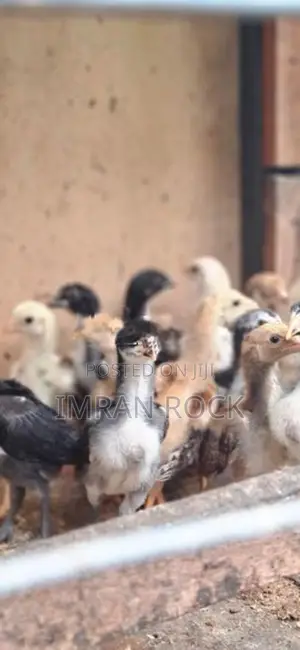 Country Chicks