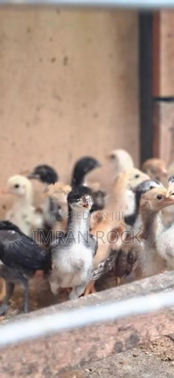 Country Chicks