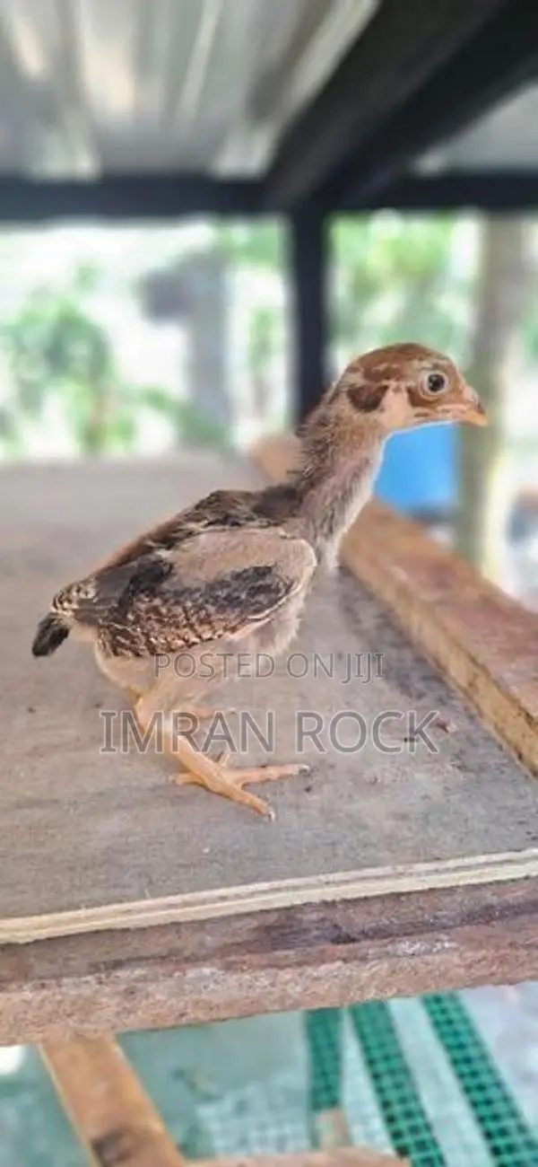 Country Chicks