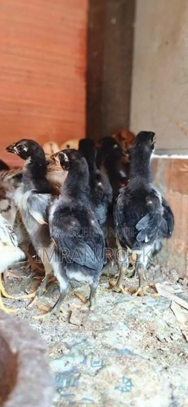 Country Chicks