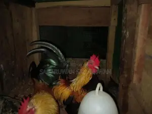 Oeg Bantam Rooster