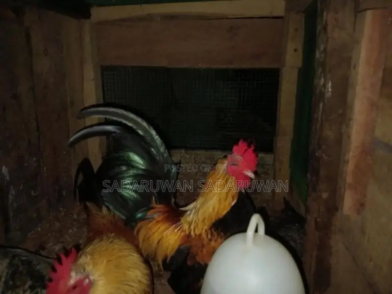 Oeg Bantam Rooster
