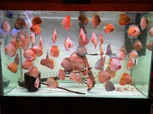 Discus Fish